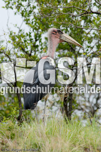 Marabu (28 von 33).jpg